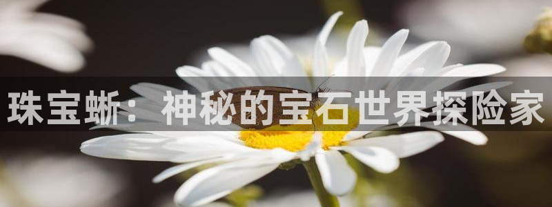 众腾娱乐邵阳:珠宝蜥:神秘的宝石世界探险家